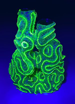 Glow in the Deep by Dylan Psenka (2024)