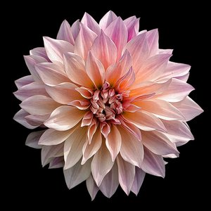 Dahlia by Mary Griffen