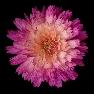 Chrysanthemum  by Mary Griffen