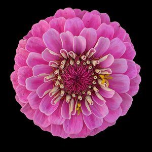 Zinnia I by Mary Griffen