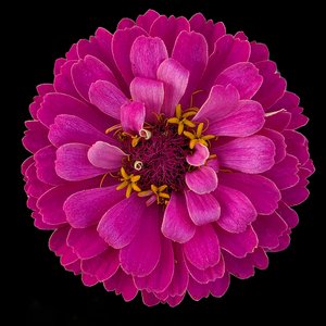 Zinnia II by Mary Griffen