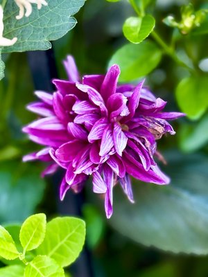 Peekaboo Dahlia by Stephanie N. Blahut (2025)