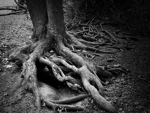 Exposed Strength, Ithaca by Fred Strobel