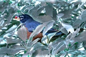 Bird With a Berry by Bonnie Bredes