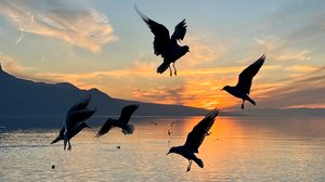 IMG 9209 The Birds by Brigitte B Burckhardt (2024)