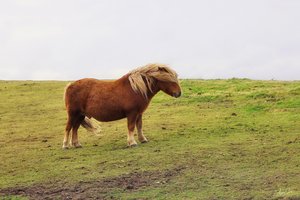 Angela MacManus — portfolio