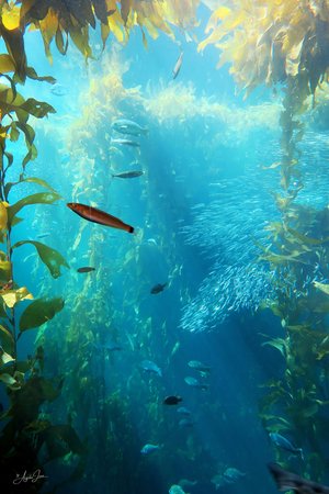 Under The Sea by Angela MacManus (2024)