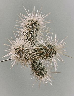 Spinosa Fossilis by Jack Chamberlain