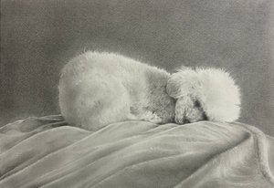 Pelusita by Diana Castillo (2022)