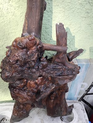 Roots of Life  by James Frederick (2026)
