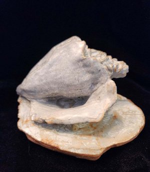 Seashells by lisa toohey