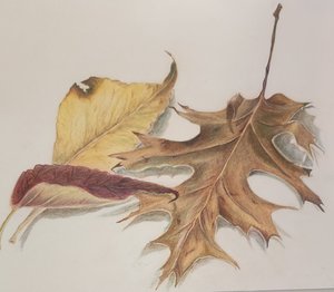 Fallen Leaves by lisa toohey (2024)