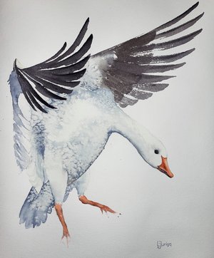 Snow Goose by Larysa Juriga (2024)