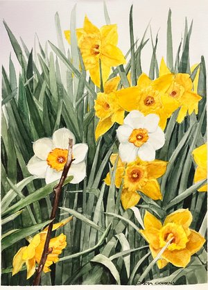 DAFFODILS IN A BED OF GREEN by Greta Corens