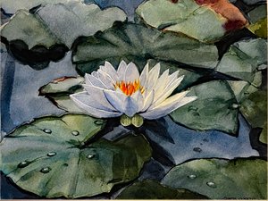 LILY IN A DEEP BLUE POND by Greta Corens
