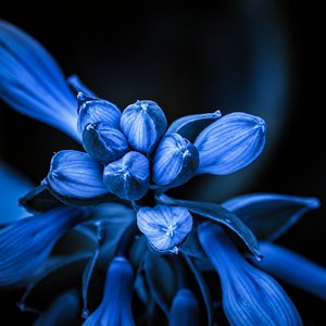Cobalt Bloom copy by Steve Fogel (2026)
