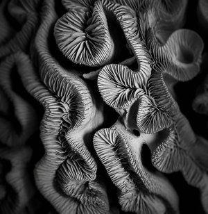 Folds of Coral by Steve Fogel (2026)