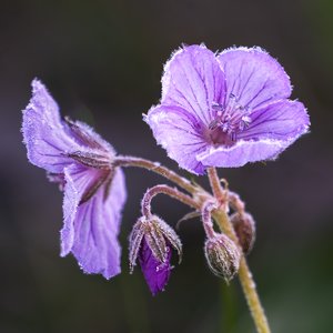 Frosted by Linda Springer