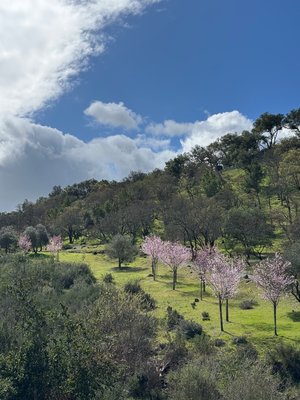 Perri Ellis Paniagua
