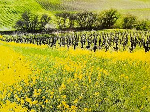 Vines of Gold by Perri Ellis Paniagua