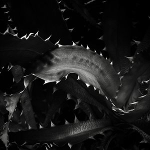 IMG_3924 Lair by Laurel Termini (2025)