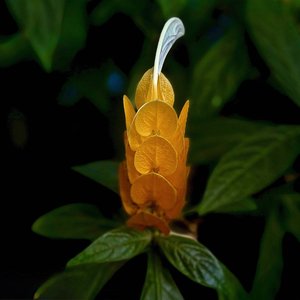 Creamsicle lollipop bloom by Laurel Termini (2026)