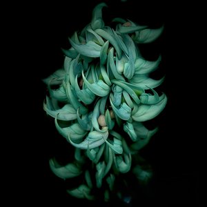 Jade Cascade by Laurel Termini (2026)