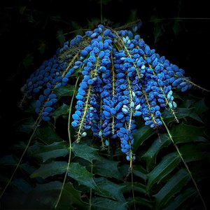Lava blue by Laurel Termini (2026)