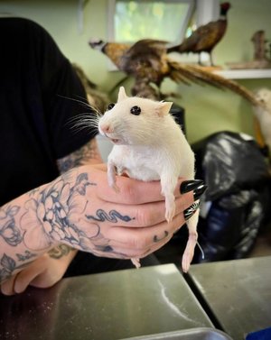 Pretty Dead Taxidermy Inc.