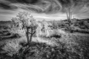 Sherri Mabe