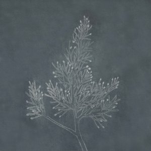 JANISE YNTEMA — portfolio