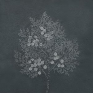 2Janise_Yntema_ChameacyprarisObtusa by JANISE YNTEMA (2021)