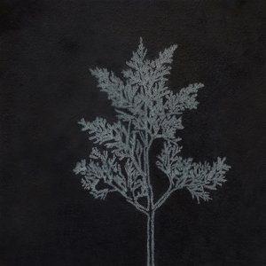 3Janise_Yntema_CupressusGoveniana by JANISE YNTEMA