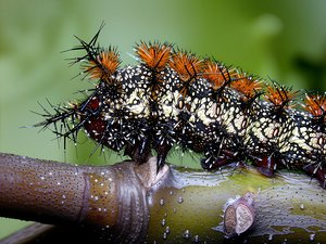 Buck Moth Cat by Terrence Fitzgerald (2009)
