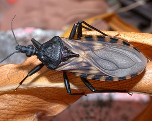 Kissing Bug by Terrence Fitzgerald (2003)