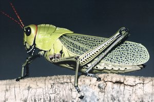 Grasshopper by Terrence Fitzgerald (2003)