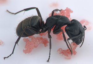 Carpenter Ant by Terrence Fitzgerald (2024)