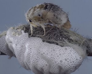 white-marked tussock by Terrence Fitzgerald (2025)
