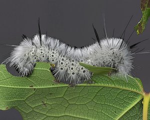 Hickory tussock caterpillar by Terrence Fitzgerald (2024)