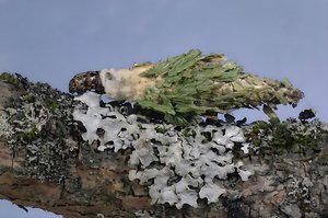 evergreen bagworm by Terrence Fitzgerald (2024)