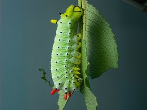 Promethea silk moth caterpillar by Terrence Fitzgerald (2021)