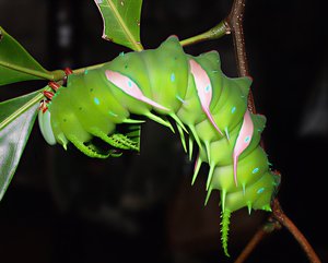Giant silkmoth caterpillar by Terrence Fitzgerald (2003)