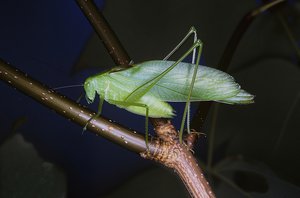 Katydid by Terrence Fitzgerald (1995)