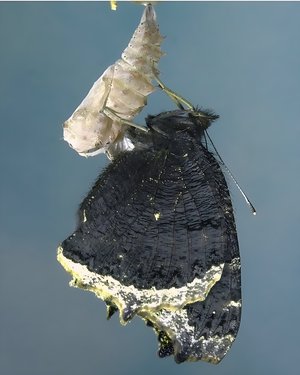 Mourning cloak butterfly by Terrence Fitzgerald (2023)