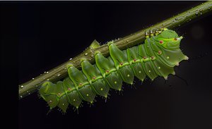 Luna moth caterpillar by Terrence Fitzgerald (2024)