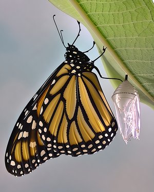 Monarch butterfly  by Terrence Fitzgerald (2025)