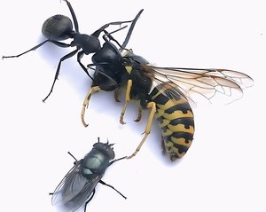 Carpenter ant and yellow jacket wasp by Terrence Fitzgerald (2022)
