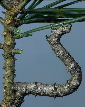 Pine looper by Terrence Fitzgerald (2025)