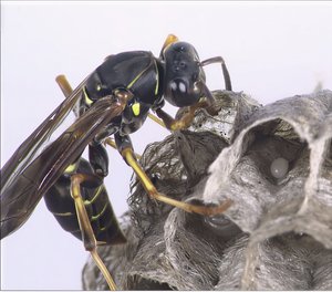 Paper Wasp by Terrence Fitzgerald (2021)