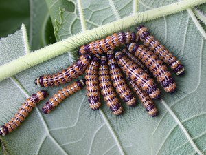 Gregarious caterpillars  by Terrence Fitzgerald (2004)